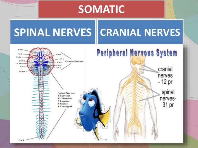 somatic nervous system