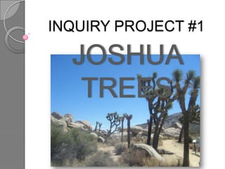 INQUIRY PROJECT #1 JOSHUA TREES  