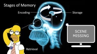 Stages of Memory
Encoding Storage
Retrieval
 