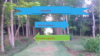 reporters
Roqui m. gonzaga
John vernie r. gambito
 