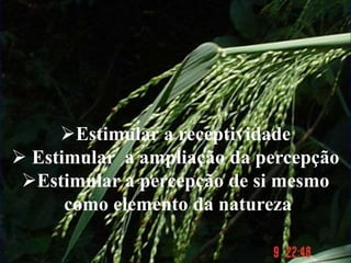 Estimular a receptividade
 Estimular a ampliação da percepção
Estimular a percepção de si mesmo
como elemento da natureza
 