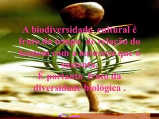 A biodiversidade cultural é
fruto do tempo de relação do
homem com a natureza que o
sustenta.
É portanto fruto da
diversidade biológica .
 