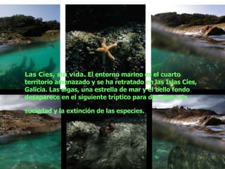 Las Cíes, sin vida.  El entorno marino es el cuarto territorio amenazado y se ha retratado en las Islas Cíes, Galicia. Las algas, una estrella de mar y el bello fondo desaparece en el siguiente tríptico para dar paso a la suciedad y la extinción de las especies.   