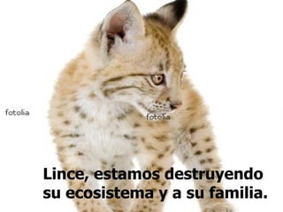 Lince, estamos destruyendo su ecosistema y a su familia. 