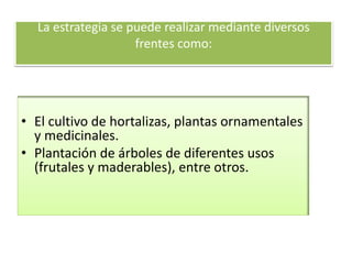 La estrategia se puede realizar mediante diversos
frentes como:
• El cultivo de hortalizas, plantas ornamentales
y medicinales.
• Plantación de árboles de diferentes usos
(frutales y maderables), entre otros.
 