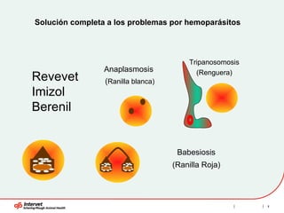 Solución completa a los problemas por hemoparásitos  Revevet  Imizol  Berenil  Babesiosis (Ranilla Roja) Anaplasmosis  ( Ranilla blanca ) Tripanosomosis (Renguera) 