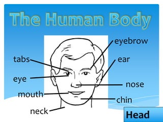 eyebrow

tabs          ear

eye
                nose
 mouth
              chin
       neck     Head
 