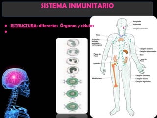 SISTEMA INMUNITARIO

• ESTRUCTURA: diferentes Órganos y células
•
 