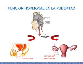 FUNCION HORMONAL EN LA PUBERTAD
TESTOSTERONA
ESTROGENOS
PROGESTERONA
 