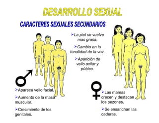 Las mamas
crecen y destacan
los pezones.
Se ensanchan las
caderas.
Aparece vello facial.
Aumento de la masa
muscular.
Crecimiento de los
genitales.
La piel se vuelve
mas grasa.
Cambio en la
tonalidad de la voz.
Aparición de
vello axilar y
púbico.
 