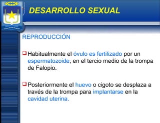 REPRODUCCIÓN
Habitualmente el óvulo es fertilizado por un
espermatozoide, en el tercio medio de la trompa
de Falopio.
Posteriormente el huevo o cigoto se desplaza a
través de la trompa para implantarse en la
cavidad uterina.
DESARROLLO SEXUAL
 