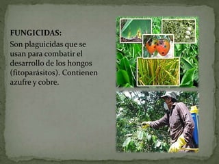 FUNGICIDAS:
Son plaguicidas que se
usan para combatir el
desarrollo de los hongos
(fitoparásitos). Contienen
azufre y cobre.
 