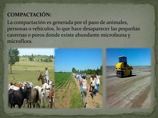 COMPACTACIÓN:
La compactación es generada por el paso de animales,
personas o vehículos, lo que hace desaparecer las pequeñas
cavernas o poros donde existe abundante microfauna y
microflora.
 