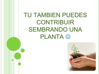 TU TAMBIEN PUEDES CONTRIBUIR SEMBRANDO UNA PLANTA   
