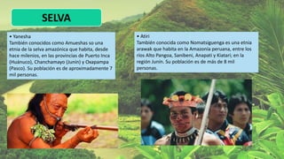 SELVA
• Yanesha
También conocidos como Amueshas so una
etnia de la selva amazónica que habita, desde
hace milenios, en las provincias de Puerto Inca
(Huánuco), Chanchamayo (Junín) y Oxapampa
(Pasco). Su población es de aproximadamente 7
mil personas.
• Atiri
También conocida como Nomatsiguenga es una etnia
arawak que habita en la Amazonía peruana, entre los
ríos Alto Pangoa, Sanibeni, Anapati y Kiatari; en la
región Junín. Su población es de más de 8 mil
personas.
 