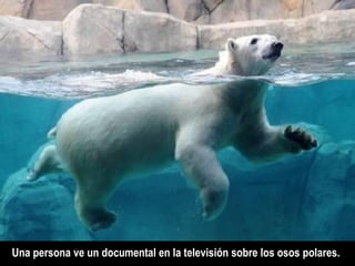 Una persona ve un documental en la televisión sobre los osos polares.
 