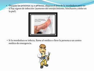 • Durante las próximas 24 a 48 horas, observe el área de la mordedura para ver
si hay signos de infección (aumento del enrojecimiento, hinchazón y dolor en
la piel).
• Si la mordedura se infecta, llame al médico o lleve la persona a un centro
médico de emergencia.
 