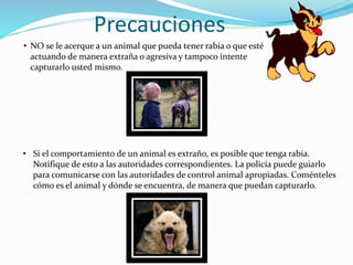 Precauciones
• NO se le acerque a un animal que pueda tener rabia o que esté
actuando de manera extraña o agresiva y tampoco intente
capturarlo usted mismo.
• Si el comportamiento de un animal es extraño, es posible que tenga rabia.
Notifique de esto a las autoridades correspondientes. La policía puede guiarlo
para comunicarse con las autoridades de control animal apropiadas. Coménteles
cómo es el animal y dónde se encuentra, de manera que puedan capturarlo.
 