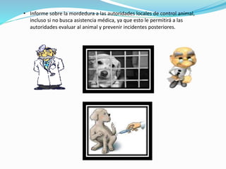 • Informe sobre la mordedura a las autoridades locales de control animal,
incluso si no busca asistencia médica, ya que esto le permitirá a las
autoridades evaluar al animal y prevenir incidentes posteriores.
 