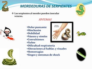 MORDEDURAS DE SERPIENTES
 Las serpientes al morder pueden inocular
veneno.
SINTOMAS
•Dolor punzante
•Hinchazón
•Debilidad
•Náusea y vómito
•Convulsiones
•Fiebre
•Dificultad respiratoria
•Alteraciones al hablar, y visuales
•Hemorragias
•Singos y síntomas de shock
 