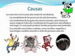 Causas
Las mascotas son la causa más común de mordeduras.
Las mordeduras de los perros son las más frecuentes.
Las mordeduras de los gatos son menos comunes, pero tienen un
mayor riesgo de infección. Los dientes de los gatos son más afilados y
más largos, lo cual puede producir heridas punzantes más profundas.
Los animales extraviados o salvajes, como zorrillos, mapaches y
murciélagos, también muerden a miles de personas cada año.
.
 