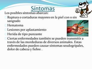 Síntomas
Los posibles síntomas abarcan:
Ruptura o cortaduras mayores en la piel con o sin
sangrado
Hematoma
Lesiones por aplastamiento
Herida de tipo punzante
Ciertas enfermedades también se pueden transmitir a
través de las mordeduras de diversos animales. Estas
enfermedades pueden causar síntomas seudogripales,
dolor de cabeza y fiebre .
 
