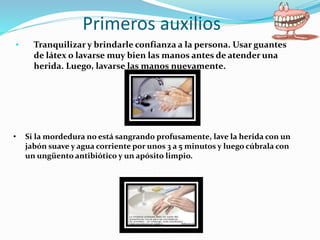 Primeros auxilios
• Tranquilizar y brindarle confianza a la persona. Usar guantes
de látex o lavarse muy bien las manos antes de atender una
herida. Luego, lavarse las manos nuevamente.
• Si la mordedura no está sangrando profusamente, lave la herida con un
jabón suave y agua corriente por unos 3 a 5 minutos y luego cúbrala con
un ungüento antibiótico y un apósito limpio.
 