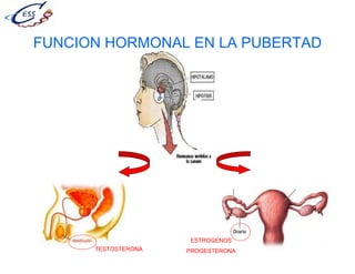 FUNCION HORMONAL EN LA PUBERTAD
TESTOSTERONA
ESTROGENOS
PROGESTERONA
 