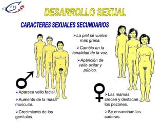 Las mamas
crecen y destacan
los pezones.
Se ensanchan las
caderas.
Aparece vello facial.
Aumento de la masa
muscular.
Crecimiento de los
genitales.
La piel se vuelve
mas grasa.
Cambio en la
tonalidad de la voz.
Aparición de
vello axilar y
púbico.
 