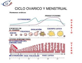 CICLO OVARICO Y MENSTRUAL
O
V
A
R
I
O
U
T
E
R
O
 