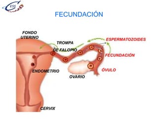 FECUNDACIÓN
OVARIO
FONDO
UTERINO
CERVIX
ENDOMETRIO
TROMPA
DE FALOPIO
FECUNDACIÓN
ÓVULO
ESPERMATOZOIDES
 