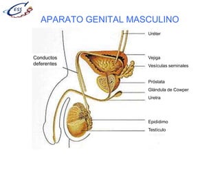 APARATO GENITAL MASCULINO
Uréter
Vejiga
Vesículas seminales
Próstata
Glándula de Cowper
Uretra
Epidídimo
Testículo
Conductos
deferentes
 