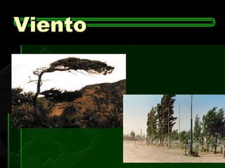 Viento 