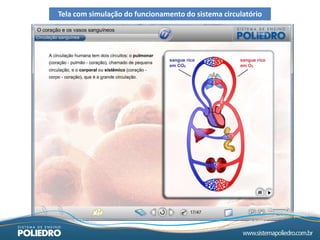 Tela com simulação do funcionamento do sistema circulatório
 