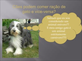 Sabiam que eu sou considerado um animal onívoro?? E meu amigo gato é um animal estritamente carnívoro??!! Cães podem comer ração de gato e vice-versa? 