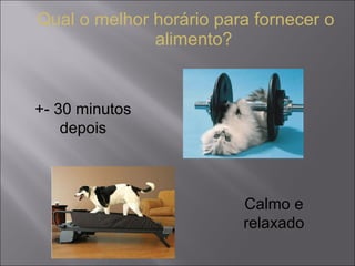 Qual o melhor horário para fornecer o alimento? +- 30 minutos  depois  Calmo e relaxado 