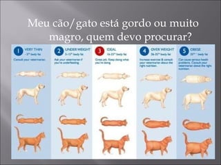 Meu cão/gato está gordo ou muito magro, quem devo procurar? 