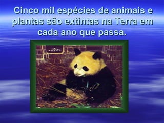 m Cinco miill eessppéécciieess ddee aanniimmaaiiss ee 
ppllaannttaass ssããoo eexxttiinnttaass nnaa TTeerrrraa eemm 
ccaaddaa aannoo qquuee ppaassssaa.. 
 