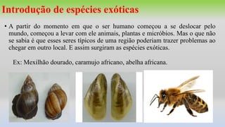 Introdução de espécies exóticas
• A partir do momento em que o ser humano começou a se deslocar pelo
mundo, começou a levar com ele animais, plantas e micróbios. Mas o que não
se sabia é que esses seres típicos de uma região poderiam trazer problemas ao
chegar em outro local. E assim surgiram as espécies exóticas.
Ex: Mexilhão dourado, caramujo africano, abelha africana.
 