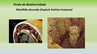 Perda da Biodiversidade
Mexilhão dourado (Espécie Exótica Invasora)
 