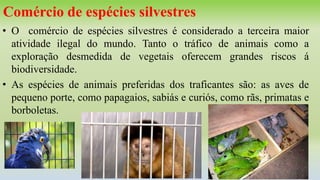 Comércio de espécies silvestres
• O comércio de espécies silvestres é considerado a terceira maior
atividade ilegal do mundo. Tanto o tráfico de animais como a
exploração desmedida de vegetais oferecem grandes riscos á
biodiversidade.
• As espécies de animais preferidas dos traficantes são: as aves de
pequeno porte, como papagaios, sabiás e curiós, como rãs, primatas e
borboletas.
 