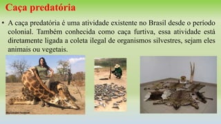 Caça predatória
• A caça predatória é uma atividade existente no Brasil desde o período
colonial. Também conhecida como caça furtiva, essa atividade está
diretamente ligada a coleta ilegal de organismos silvestres, sejam eles
animais ou vegetais.
 