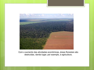 Com o aumento das atividades econômicas, áreas florestais são
destruídas, dando lugar, por exemplo, à agricultura.
 