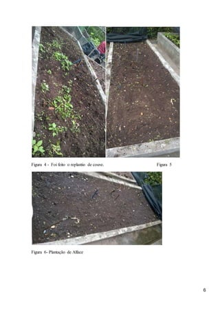 6
Figura 4 - Foi feito o replantio de couve. Figura 5
Figura 6- Plantação de Alface
 