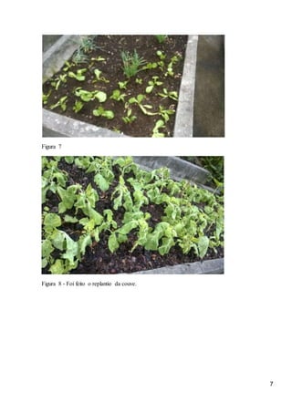 7
Figura 7
Figura 8 - Foi feito o replantio da couve.
 