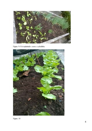 8
Figura 9- Foi replantado couve e cebolinha.
Figura 10
 