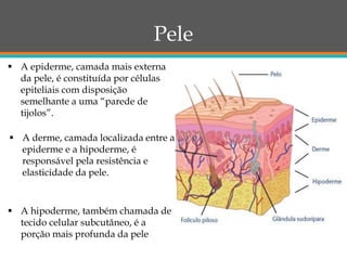 Pele
 A epiderme, camada mais externa
da pele, é constituída por células
epiteliais com disposição
semelhante a uma “parede de
tijolos”.
 A derme, camada localizada entre a
epiderme e a hipoderme, é
responsável pela resistência e
elasticidade da pele.
 A hipoderme, também chamada de
tecido celular subcutâneo, é a
porção mais profunda da pele
 