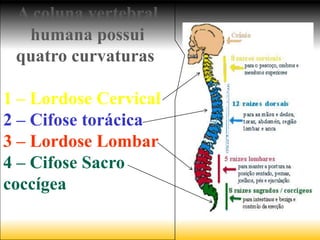 A coluna vertebral
    humana possui
  quatro curvaturas,
       são elas:
1 – Lordose Cervical
2 – Cifose torácica
3 – Lordose Lombar
4 – Cifose Sacro
coccígea
 