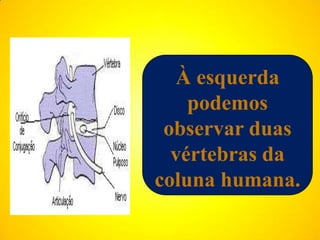 À esquerda
    podemos
 observar duas
  vértebras da
coluna humana.
 