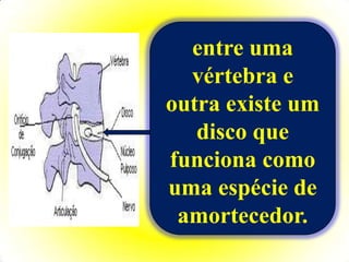 entre uma
  vértebra e
outra existe um
   disco que
funciona como
uma espécie de
 amortecedor.
 